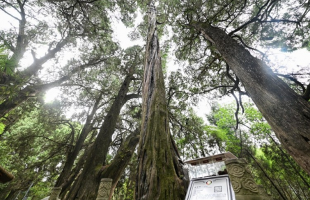 全國(guó)古樹名木智慧管理系統(tǒng) big data management platform for ancient and famous trees across China