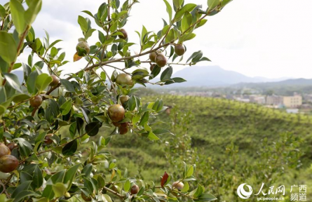 樹立大食物觀 向森林、深遠(yuǎn)海、鹽堿地要“新糧”