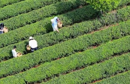 春意正濃茶飄香，湖南長沙望城烏山茶園搶“鮮”開采
