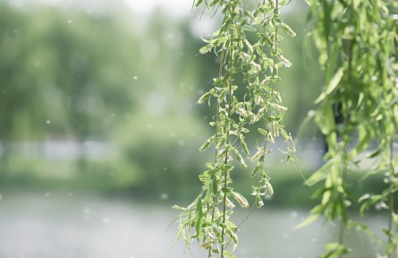 飛絮高發(fā)期如何遠(yuǎn)離“飛絮煩惱”？這些誤區(qū)請(qǐng)注意