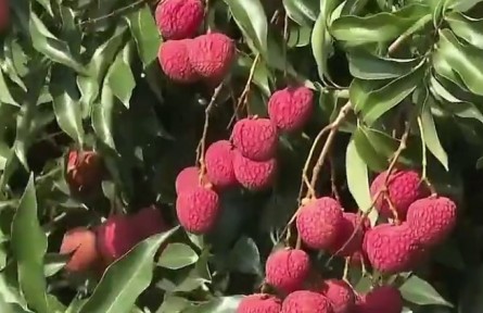 廣東：培育新質生產力 推進農業(yè)現(xiàn)代化