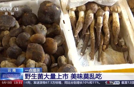 野生菌上市 嘗鮮需謹(jǐn)慎！注意“四不吃”