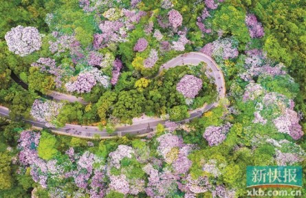 點(diǎn)“石”成綠！廣東石漠化沙化地區(qū)植被蓋度超80％