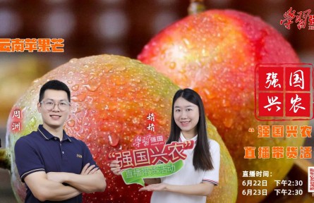 半夏時光，芒果飄香，明天下午2:30，“強國興農(nóng)”直播帶貨活動邀您收看
