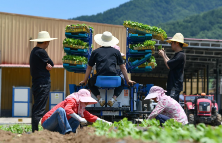 陜西太白 這里的高山蔬菜“高”在哪？