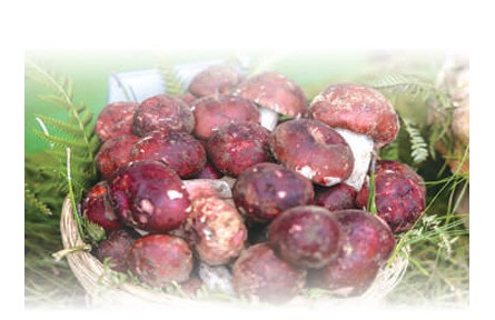 野生菌物種有多豐富？