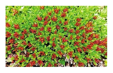 科普|植物如何在高原生長？