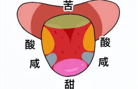 辟謠|“舌尖嘗甜，舌根嘗苦”？你以為的舌頭“味覺地圖”，其實(shí)是假的