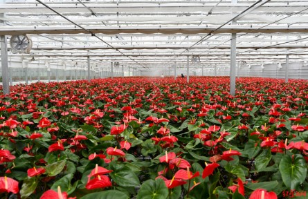 瓜果飄香、蔬菜滿園，青藏高原上有個(gè)農(nóng)業(yè)“后花園”