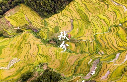 文脈·秋分|金黃梯田迎稻浪，侗寨古村喜曬秋