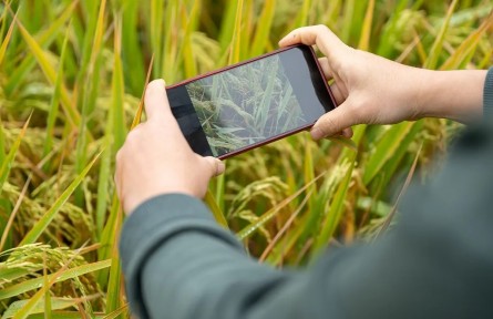 網(wǎng)上種田、養(yǎng)牛能暴富？小心落入這類陷阱