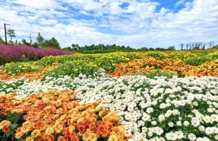 菊花，花中君子，可藥可食