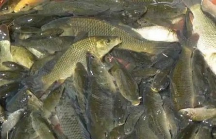 冬季如何預(yù)防魚缺氧？