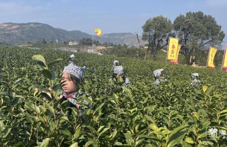 浙江：春茶開(kāi)采 預(yù)計(jì)總產(chǎn)量較去年有所增長(zhǎng)