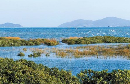 從退化到新生，福建傾力守護碧海綠洲