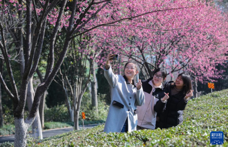 春日尋芳