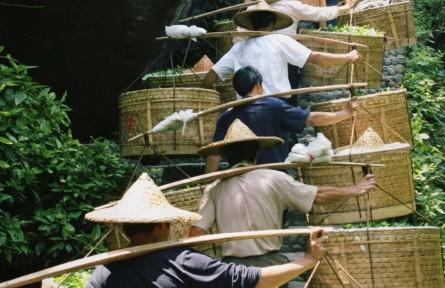 春茶開(kāi)采忙
