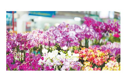 在華外國留學生走進云南昆明花卉產(chǎn)業(yè)現(xiàn)代化示范園：對云南鮮花產(chǎn)業(yè)有了更加生動的認識