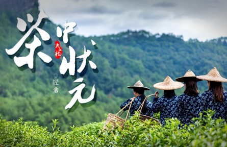 從三株茶樹到百畝茶田，他是當(dāng)之無(wú)愧的“大紅袍之父”