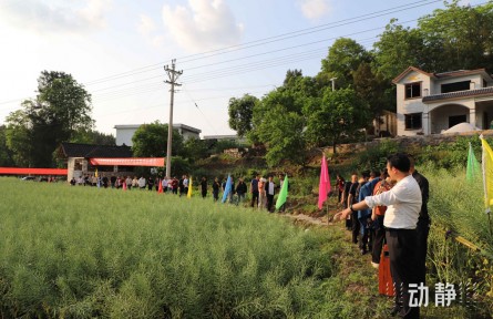 貴州：打造“從一粒種子到一滴油”油菜全產(chǎn)業(yè)鏈