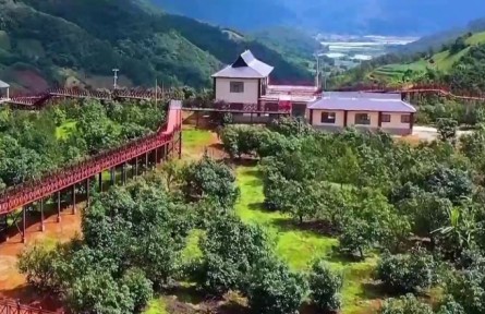 滬滇協(xié)作與財政創(chuàng)新雙輪驅(qū)動 織就云南花卉產(chǎn)業(yè)“幸?；ㄦ湣?></a></td>
<td align=
