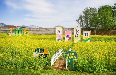 解鎖金色花海背后的“農(nóng)業(yè)密碼”！海淀以科技賦能“智慧田園”