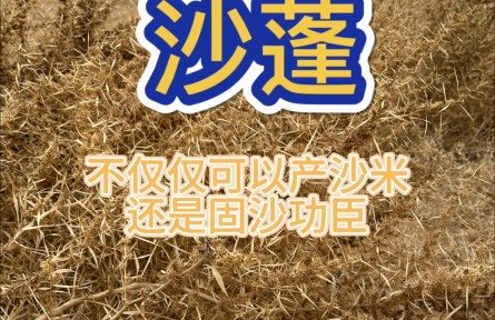 沙蓬，治理荒漠的好幫手，實(shí)地體驗(yàn)防風(fēng)固沙的效果