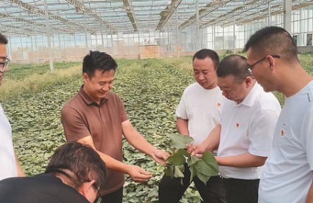 選調生何騰：做一根“紅薯藤”，去聽土地的心跳