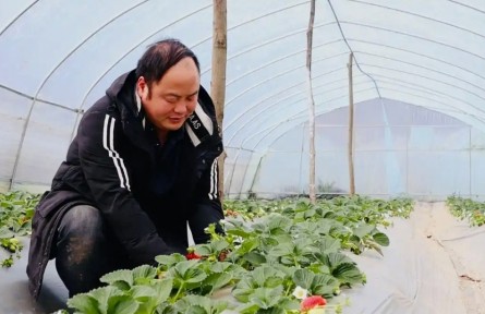 博士種草莓 高管養(yǎng)肉牛！貴州“新農(nóng)人”將現(xiàn)代科技引入傳統(tǒng)農(nóng)業(yè)
