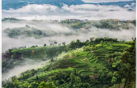 茶香起處：福建的山、海與人間