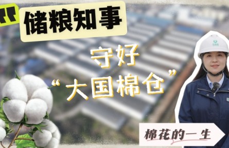 走進(jìn)中央儲(chǔ)備棉庫(kù)：見(jiàn)證棉花如何被精心守護(hù)