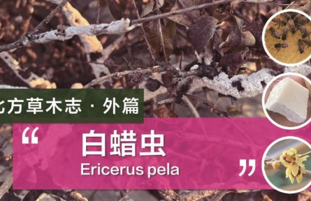 除了蜜蜂，這種蟲(chóng)子的分泌物也可以制作蠟燭！