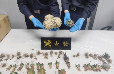 海關案例：石家莊海關截獲龍角牡丹等多種外來物種