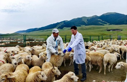 新疆改良超50萬只哈薩克羊