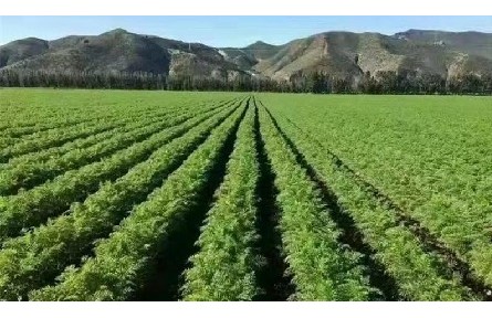 甘肅金昌：上半年農(nóng)產(chǎn)品銷(xiāo)售額突破4.9億元