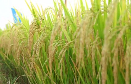 壟上農(nóng)學(xué)院：專家送“技”下鄉(xiāng) 助農(nóng)繪“豐”景