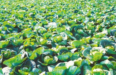 湖北嘉魚(yú)潘家灣鎮(zhèn)：一顆甘藍(lán)托舉10億元富民產(chǎn)業(yè)