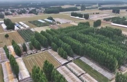 山東：小靈芝鏈動(dòng)大產(chǎn)業(yè)