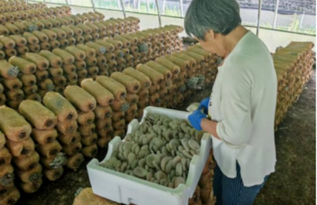 家鄉(xiāng)農產品大學生推薦官｜品牌手記類 ②：歷山之麓“醉氧香菇”探秘錄