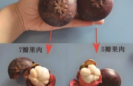 山竹果肉上的“神秘黃漬”能吃嗎