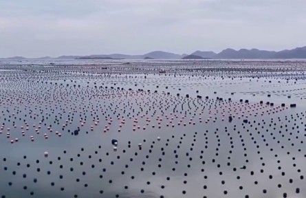 福建霞浦：鮑魚(yú)迎來(lái)豐收季 萬(wàn)噸鮑魚(yú)采收忙