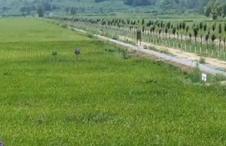 陜西榆林市榆陽(yáng)區(qū)：昔日鹽堿地 如今“米糧倉(cāng)”