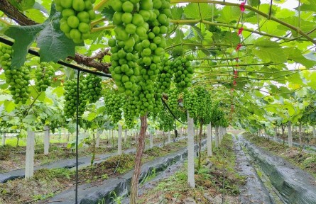 福建南平邵武：“五谷”促共富 一路好“豐”景