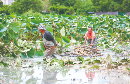 福建晉江：飄香荷田挖藕忙