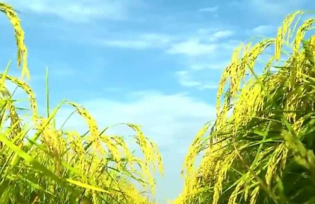 黑龍江：以科技為筆 巧算綠色農(nóng)業(yè)“加減法”