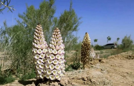 從一棵梭梭，看生態(tài)改善與農(nóng)牧增收互促共贏