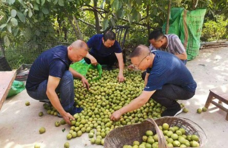 湖北保康：35萬畝核桃喜迎豐收 綜合產(chǎn)值破6億元