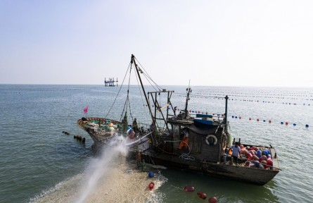 從“牧海”到“豐倉” 山東“海洋糧倉”邁向深藍