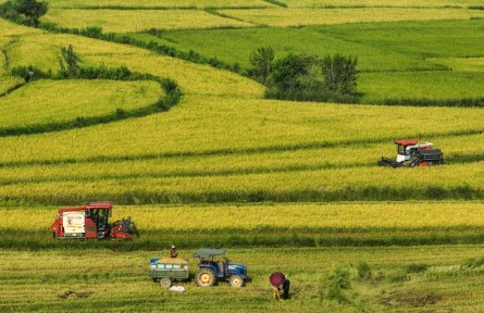 湖北來鳳三胡鄉(xiāng)：農(nóng)機轟鳴稻浪翻 頭茬制種水稻迎豐收