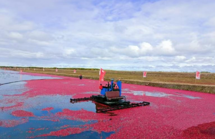 記者手記：黑土“紅莓”別樣甜